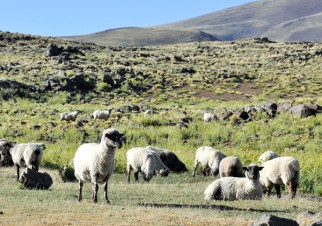 IADEP NEUQUEN