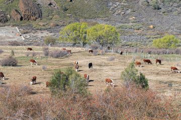 El IADEP Completó el Pago de Incentivos Ganaderos en Toda la Provincia de Neuquén